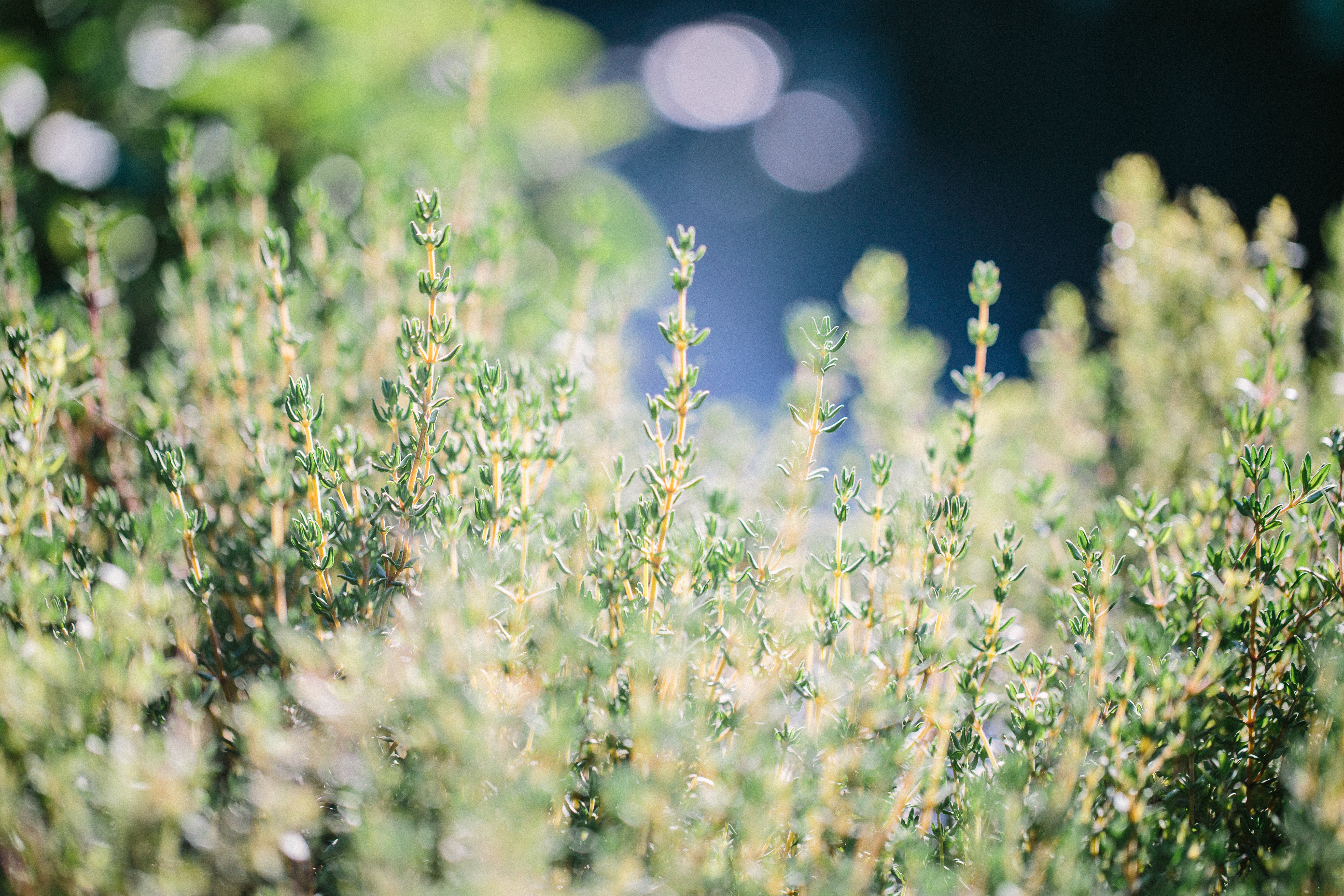 Quelles plantes cultiver en plates-bandes comestibles?