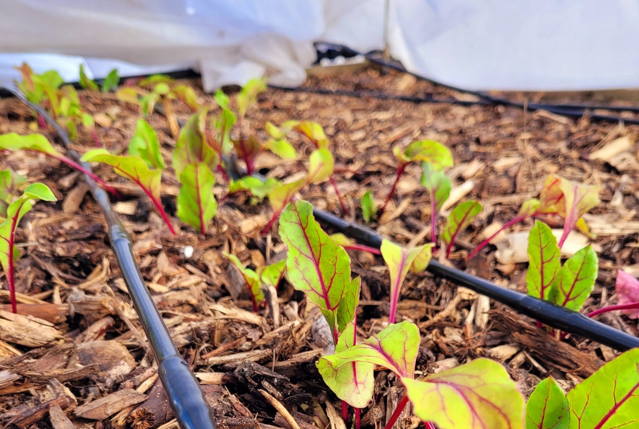 L'acclimatation des plants