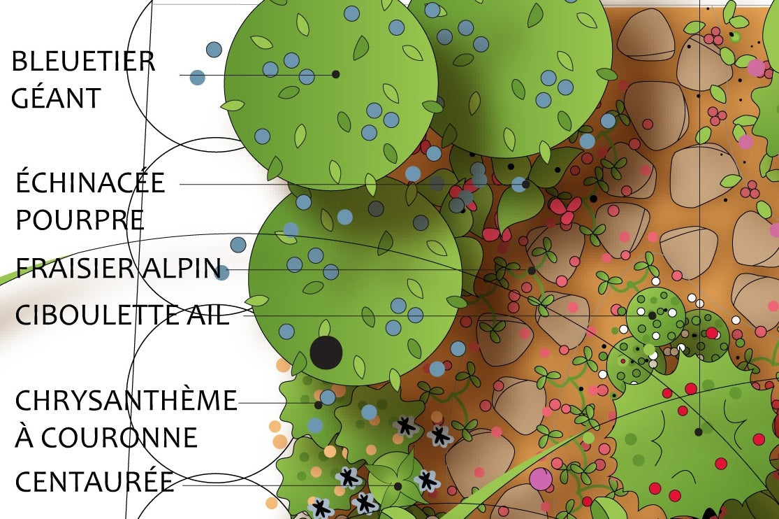 L'organisation spatiale et végétale des plates-bandes comestibles