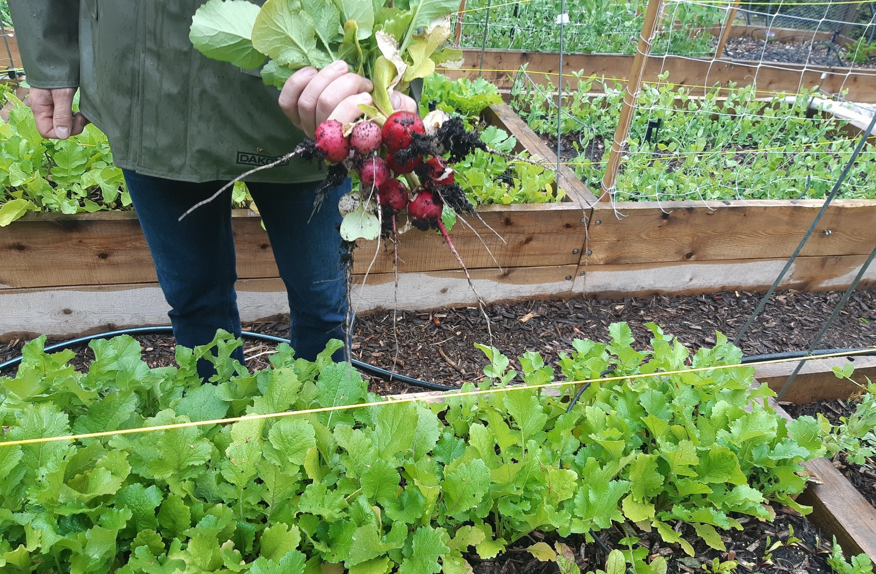 La planification et l'encadrement de l'espace de son potager