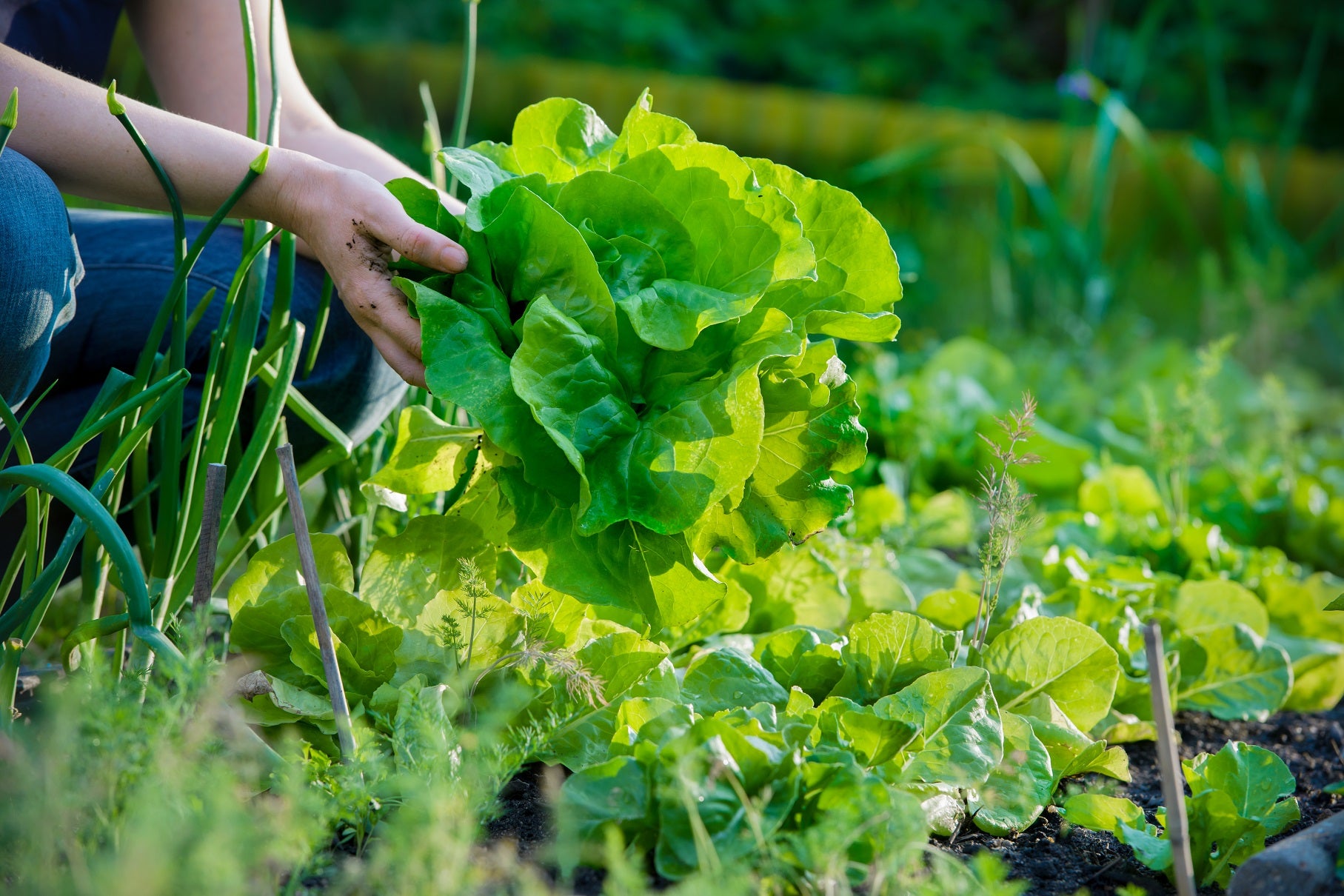 Comment choisir l'emplacement de son potager?