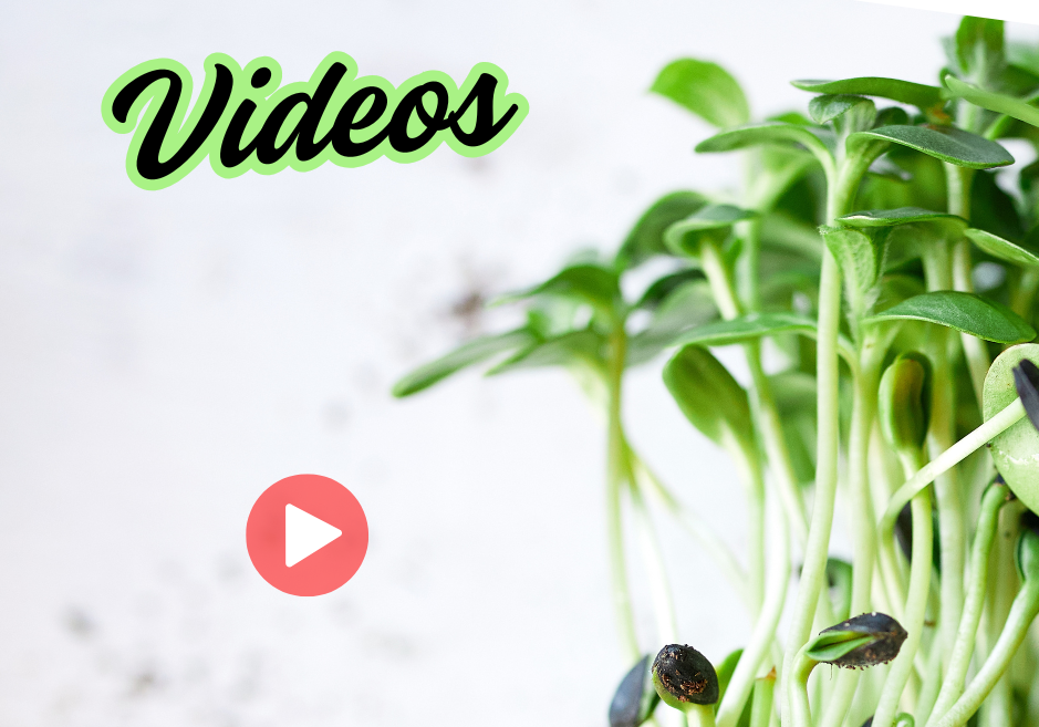 Comment faire des germinations, pousses et micro salades