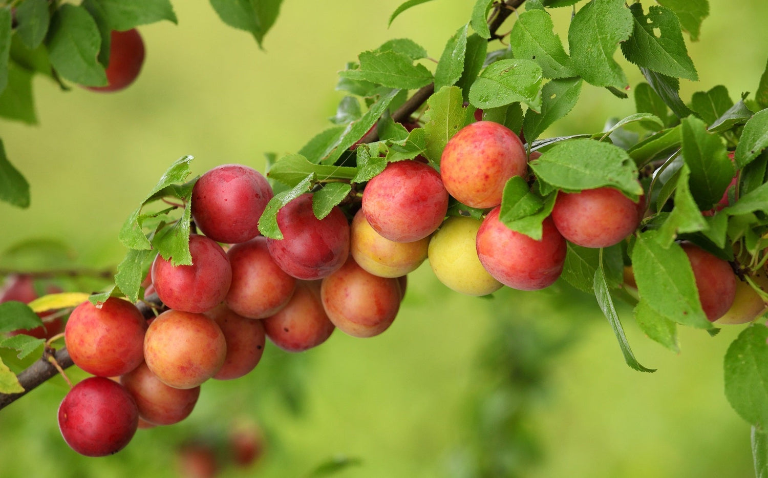 L'argent pousse dans les arbres