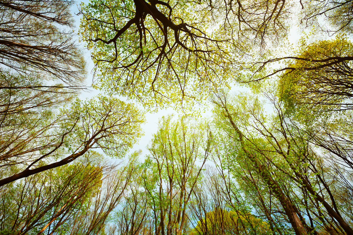 Qu'est-ce qu'une plante