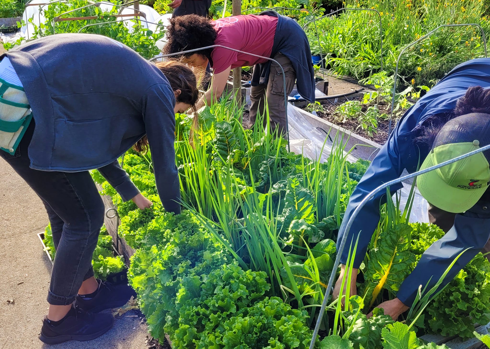 Récoltes jardin collectif