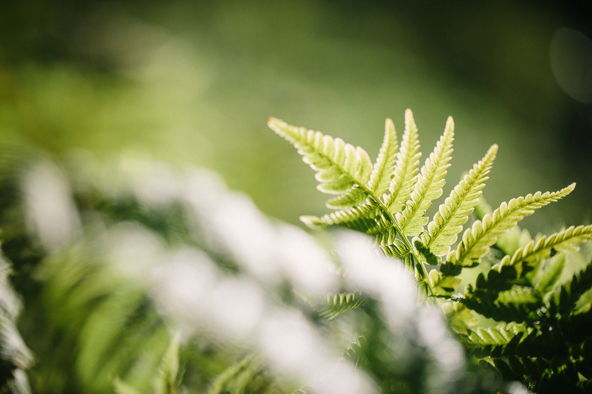fougère à l'autruche