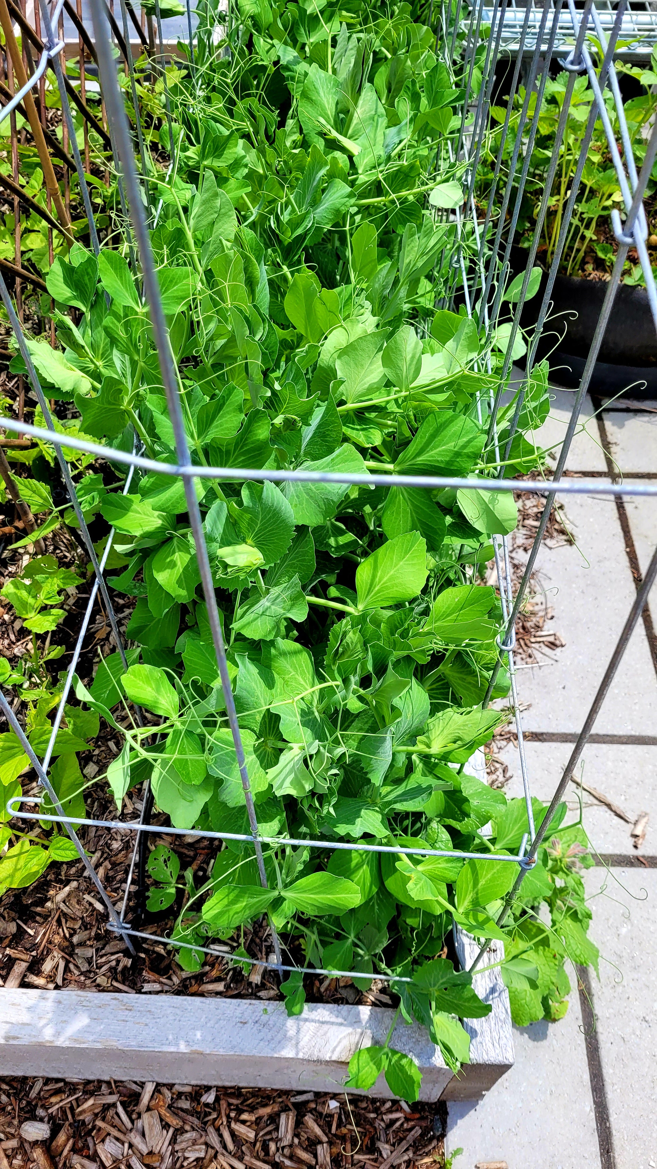 Treillis multi-fonctions / cage à tomates carrée