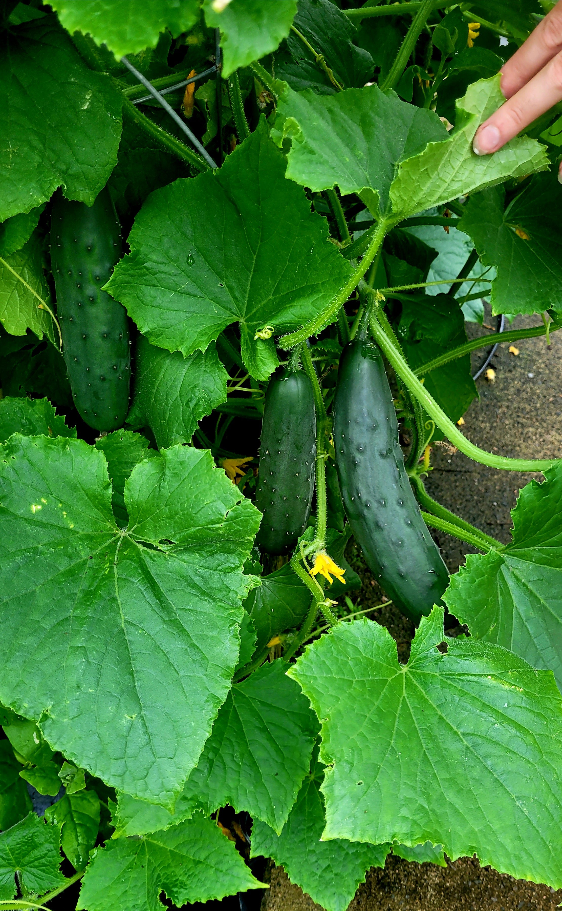 Treillis multi-fonctions / cage à tomates carrée