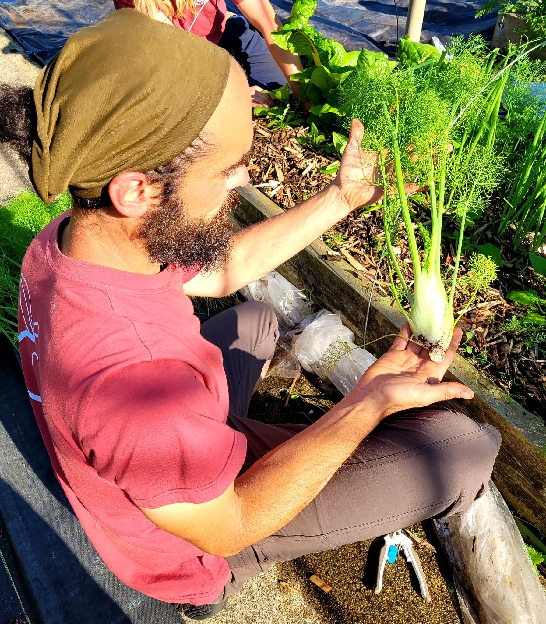 Récoltes jardin collectifs