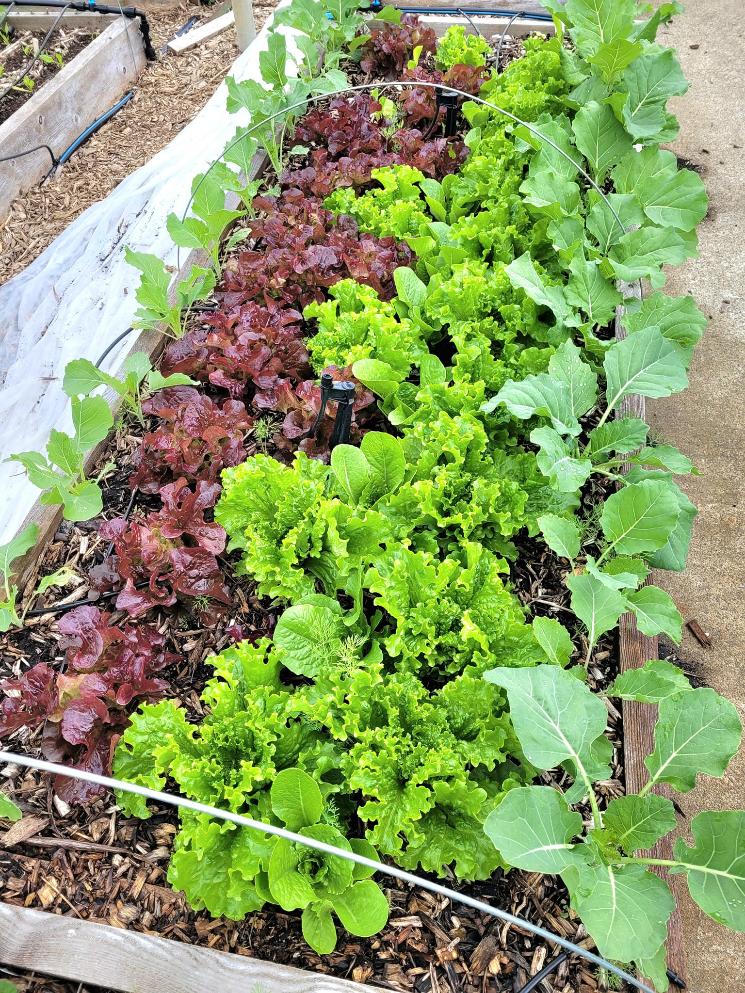 Bac jardins collectifs