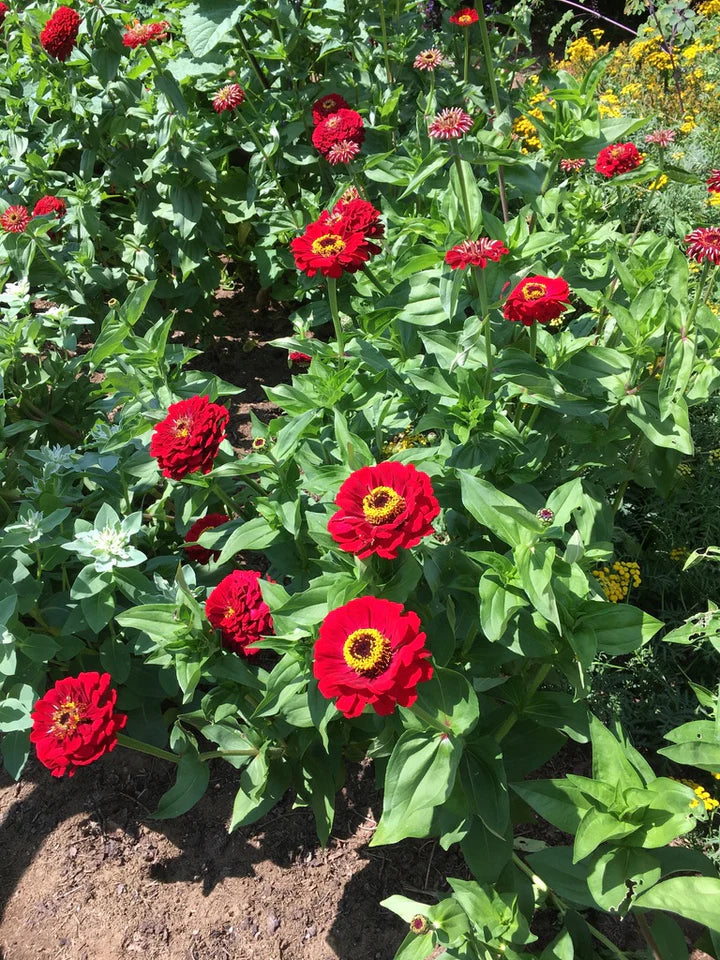 Zinnia Red Scarlet Sachet Bio - Semence du portage