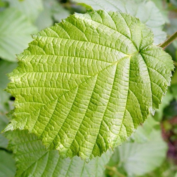 Croque Paysage,Noisetier Northern Wisconsin en pot,arbuste à fruits,pépinière plantes comestibles Québec,Laurentides,Val-David