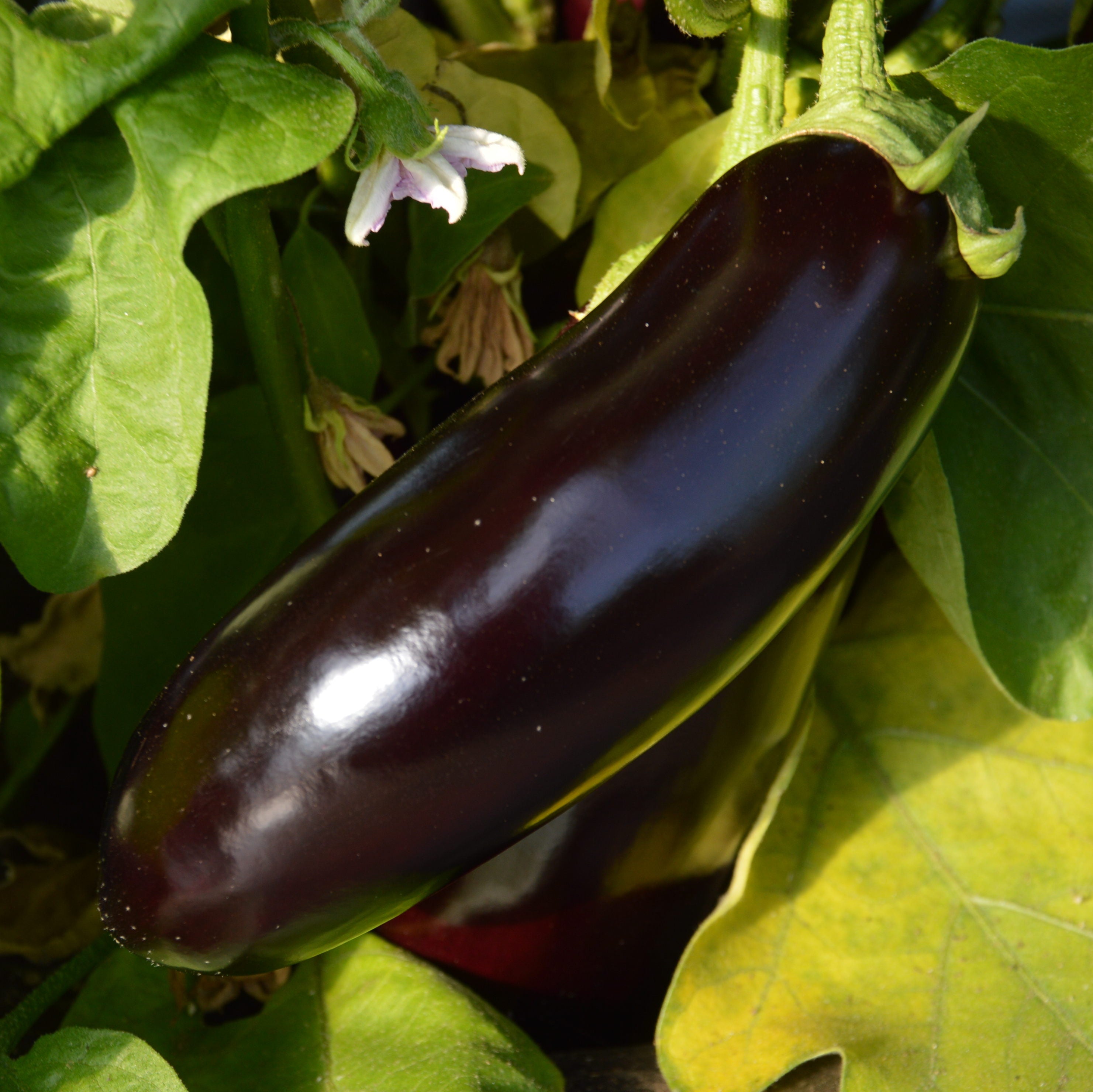 Aubergine Diamond - Sachet Bio - Les Jardins de l'écoumène