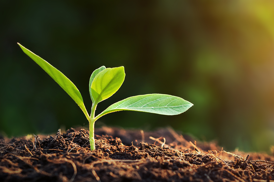 Notre blogue inclut des articles d'information diversifiée sur le sujet de l'aménagement paysager comestible et de l'autonomie alimentaire. Nous avons aussi un lexique, des outils et des méthodes de réalisation.