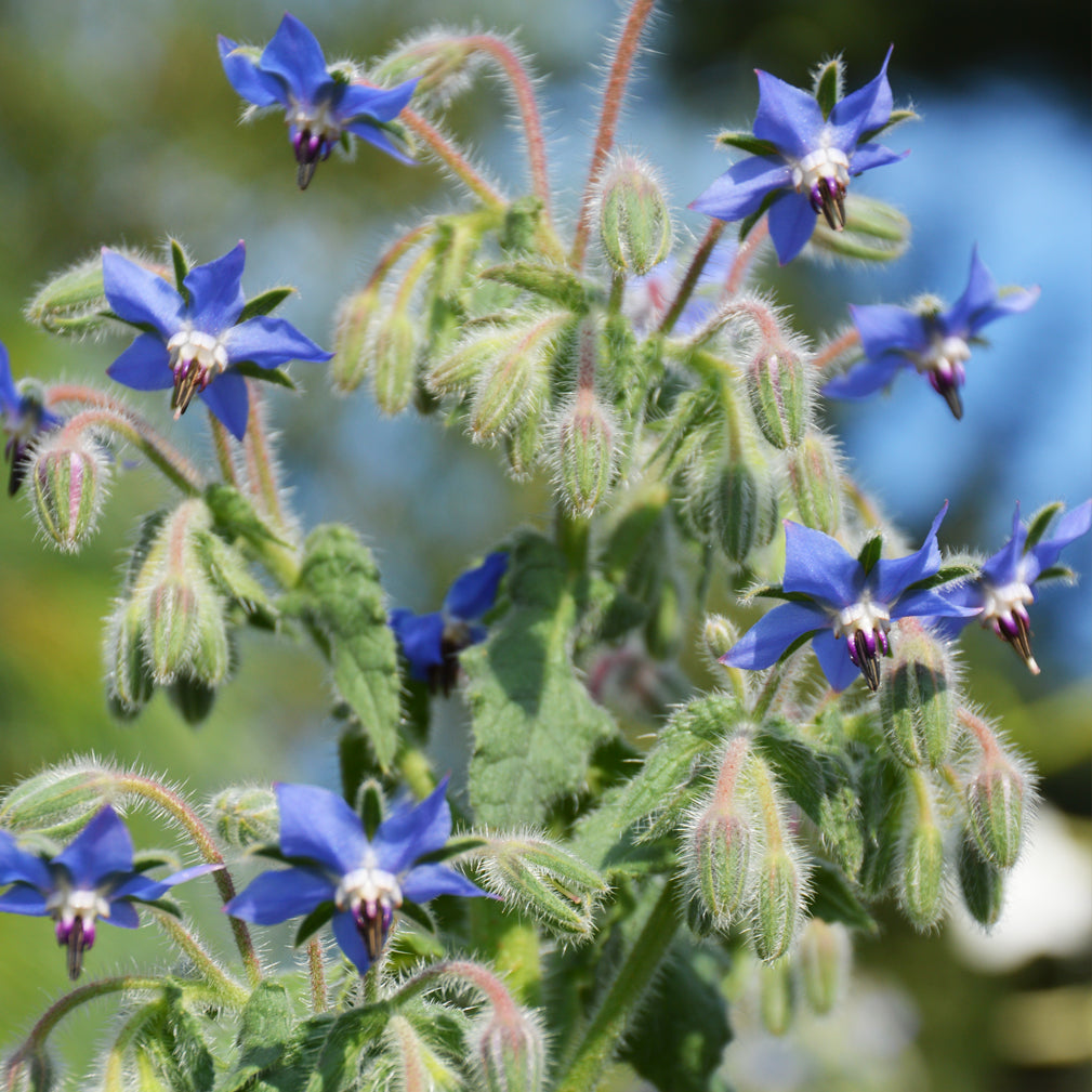 Bourrache officinale - Sachet Bio - Les jardins de l'écoumène