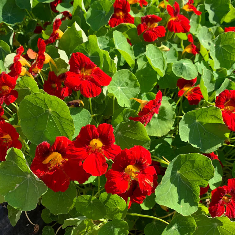 Capucine Empress of India - Sachet Bio - Semences du Portage