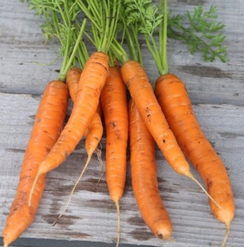 Carotte Scarlet Nantes - Sachet Bio - Semences du Portage