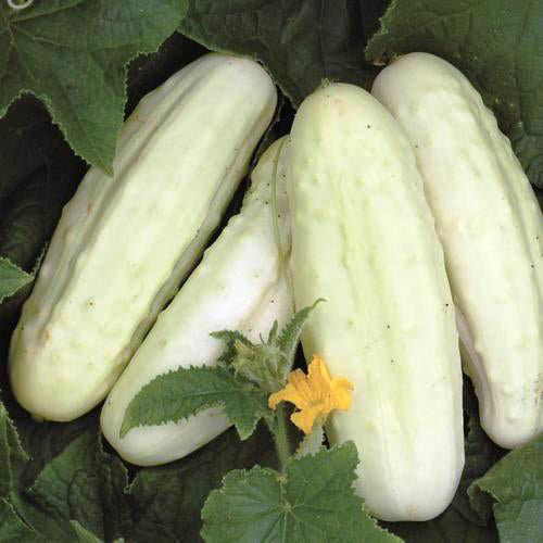 Concombre blanc de Hollande - Sachet Bio - Les Jardins de l'écoumène