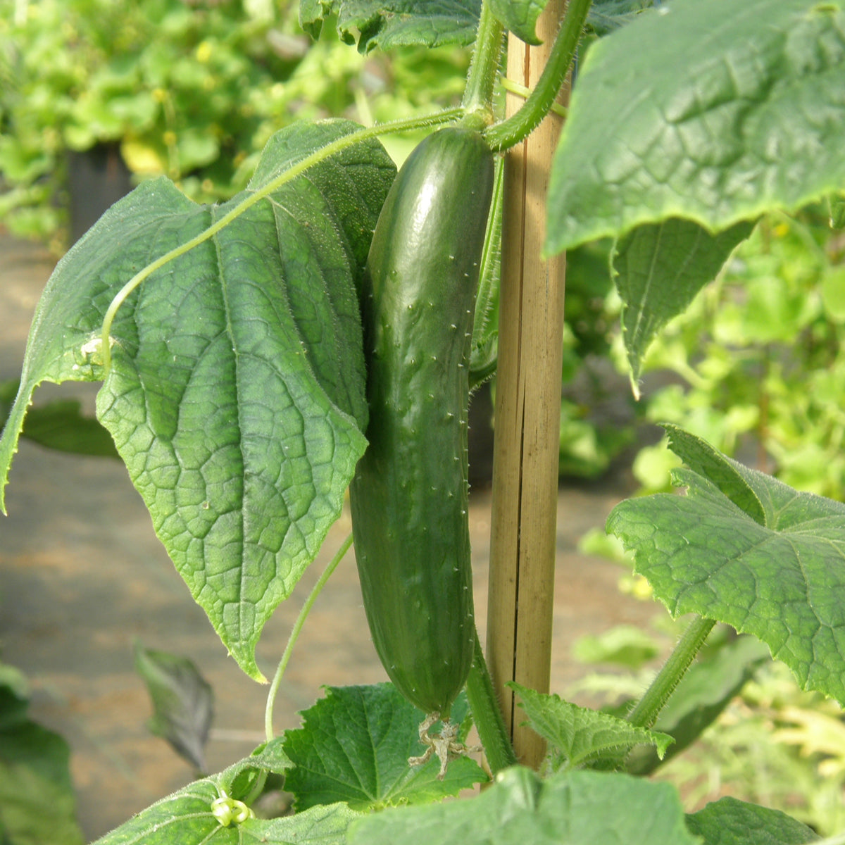 Persil italien - Bio - Jardins de l'écoumène