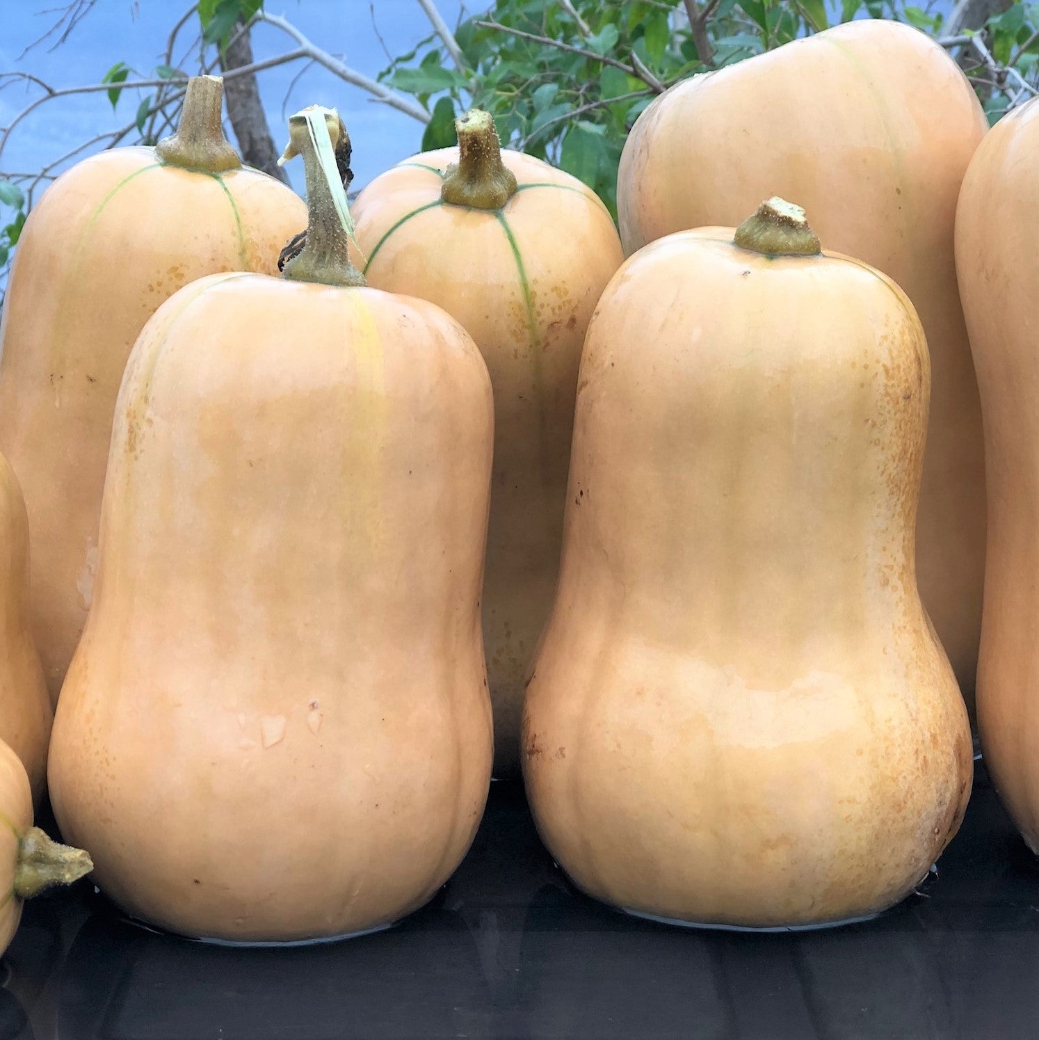 Courge ponka baby butternut - Sachet Bio - Les jardins de l'écoumène