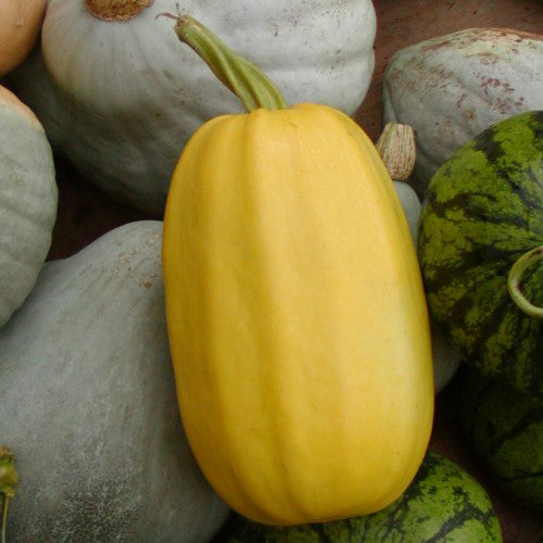 Courge spaghetti - Sachet Bio - Les Jardins de l'écoumène