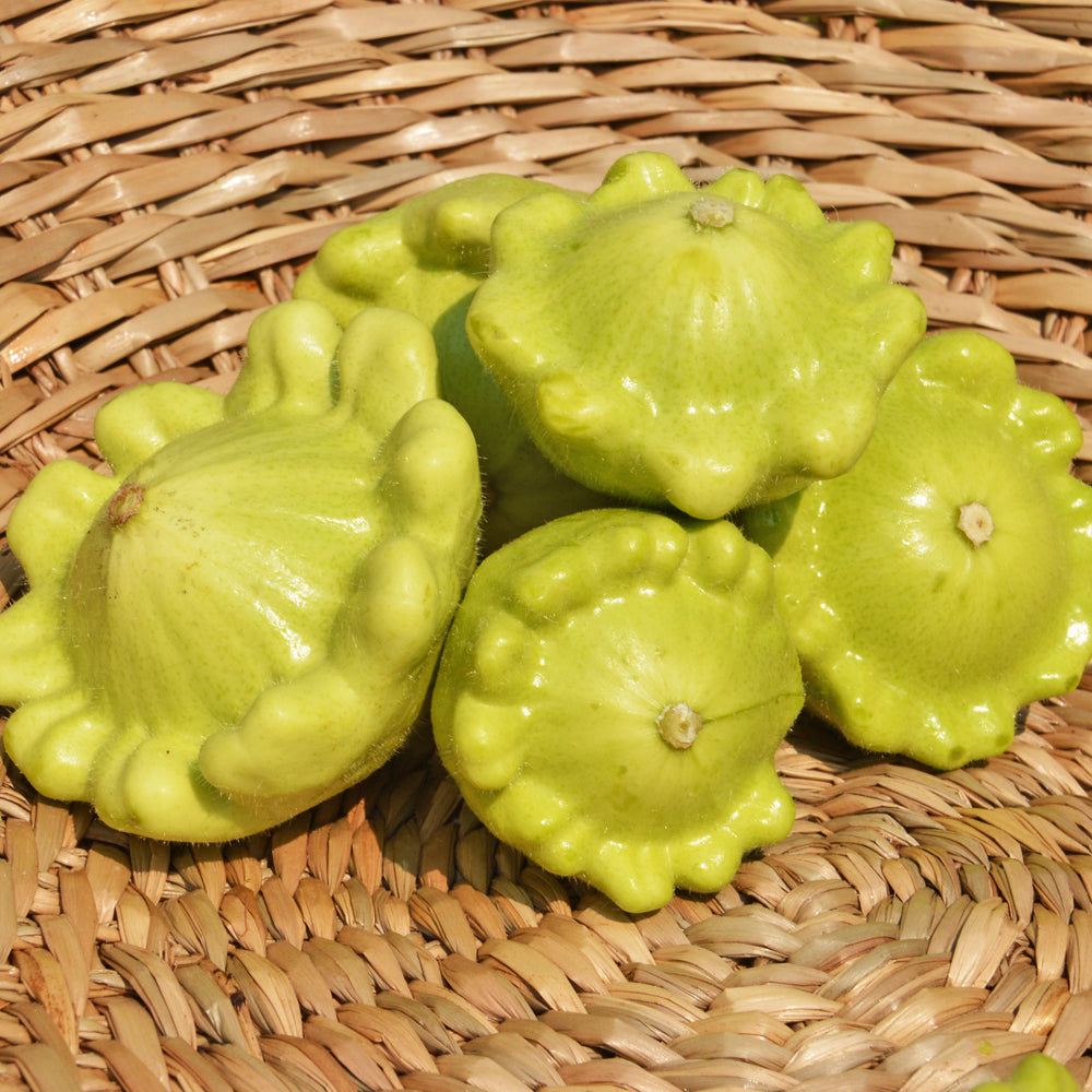 Courgette Pâtisson jaune et vert - Sachet Bio - Les Jardins de l'écoumène