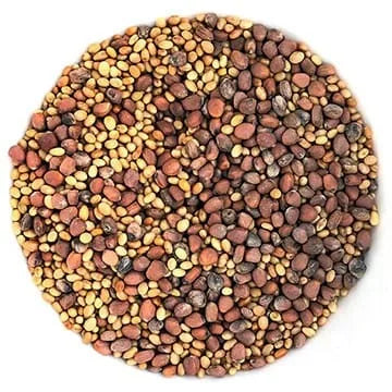 Germix : Luzerne (alfalfa), trèfle et radis bio 200g - Sachet Germina