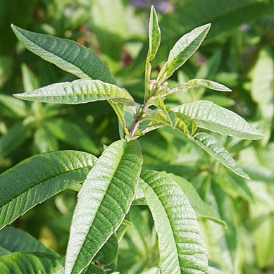 Verveine citronnée