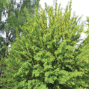 Caraganier de Sibérie