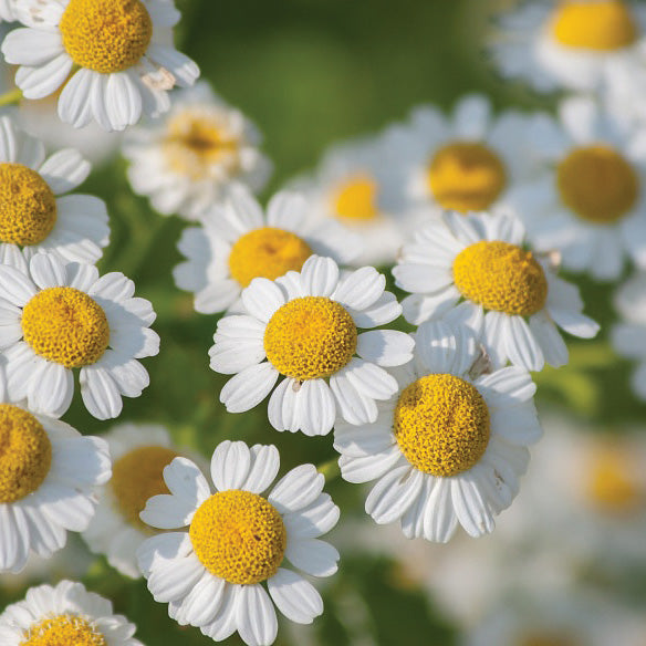 Grande camomille - Plant Bio - Croque Paysage