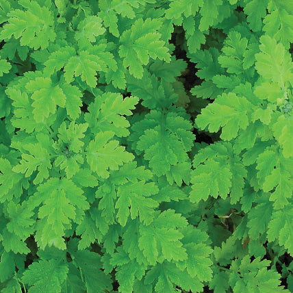 Grande camomille - Plant Bio - Croque Paysage