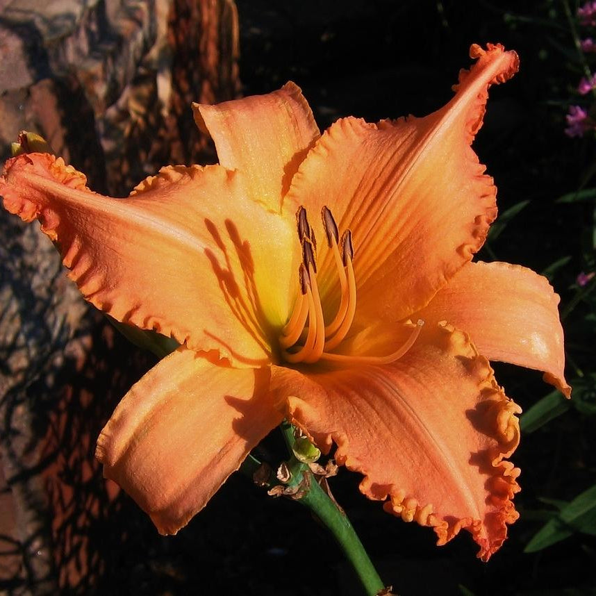 Hemerocalle Tangerine twist - Plant Bio - Croque Paysage