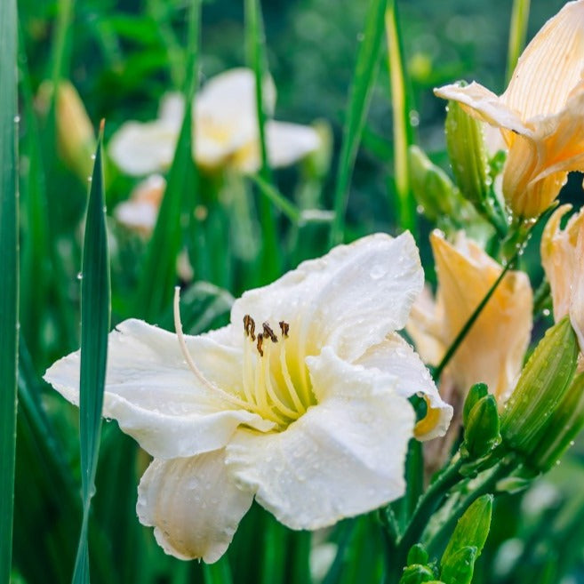 Croque Paysage,Hemerocalle Sunday Glove,herbacée vivace comestible,pépinière plantes comestibles bio Québec,Laurentides,Val-David