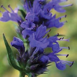 Hysope officinale - Plant Bio - Croque Paysage