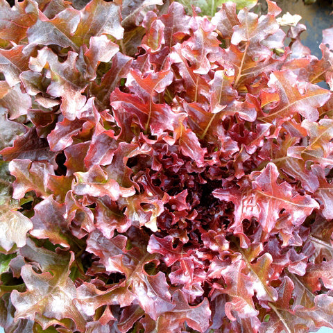 Laitue feuille de chêne rouge - Sachet Bio -Les Jardins de l'écoumène