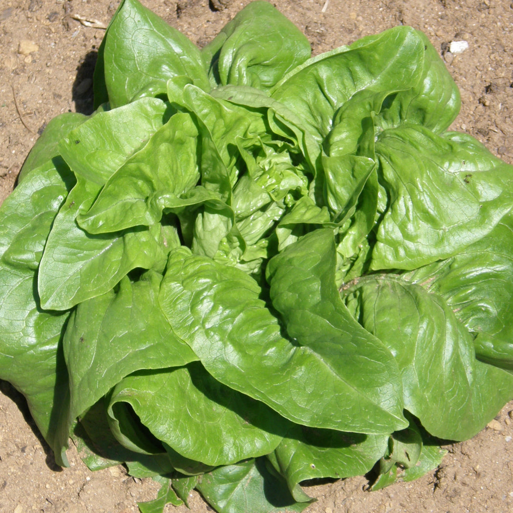 Laitue Verte Deer Tongue - Sachet Bio - Les Jardins de l'écoumène