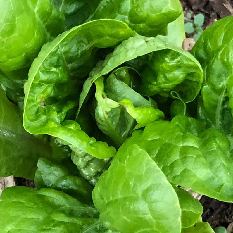 Laitue romaine Sucrine - Sachet Bio - Les Jardins de l'écoumène