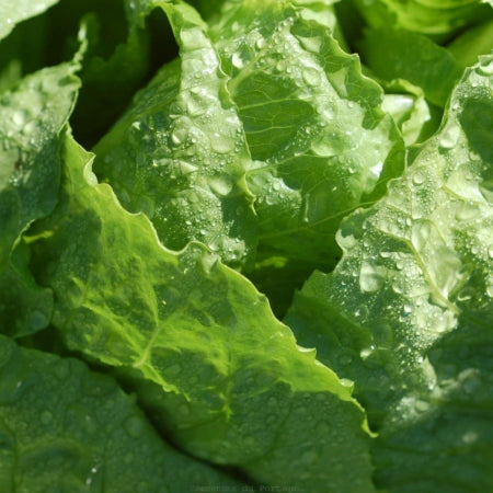 Laitue verte Jericho - Sachet Bio - La Ferme Coopérative Tournesol