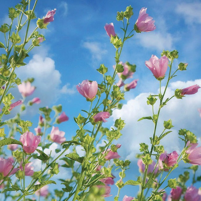 Mauve musquée - Plant Bio - Croque Paysage