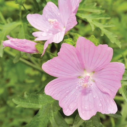 Mauve musquée - Plant Bio - Croque Paysage