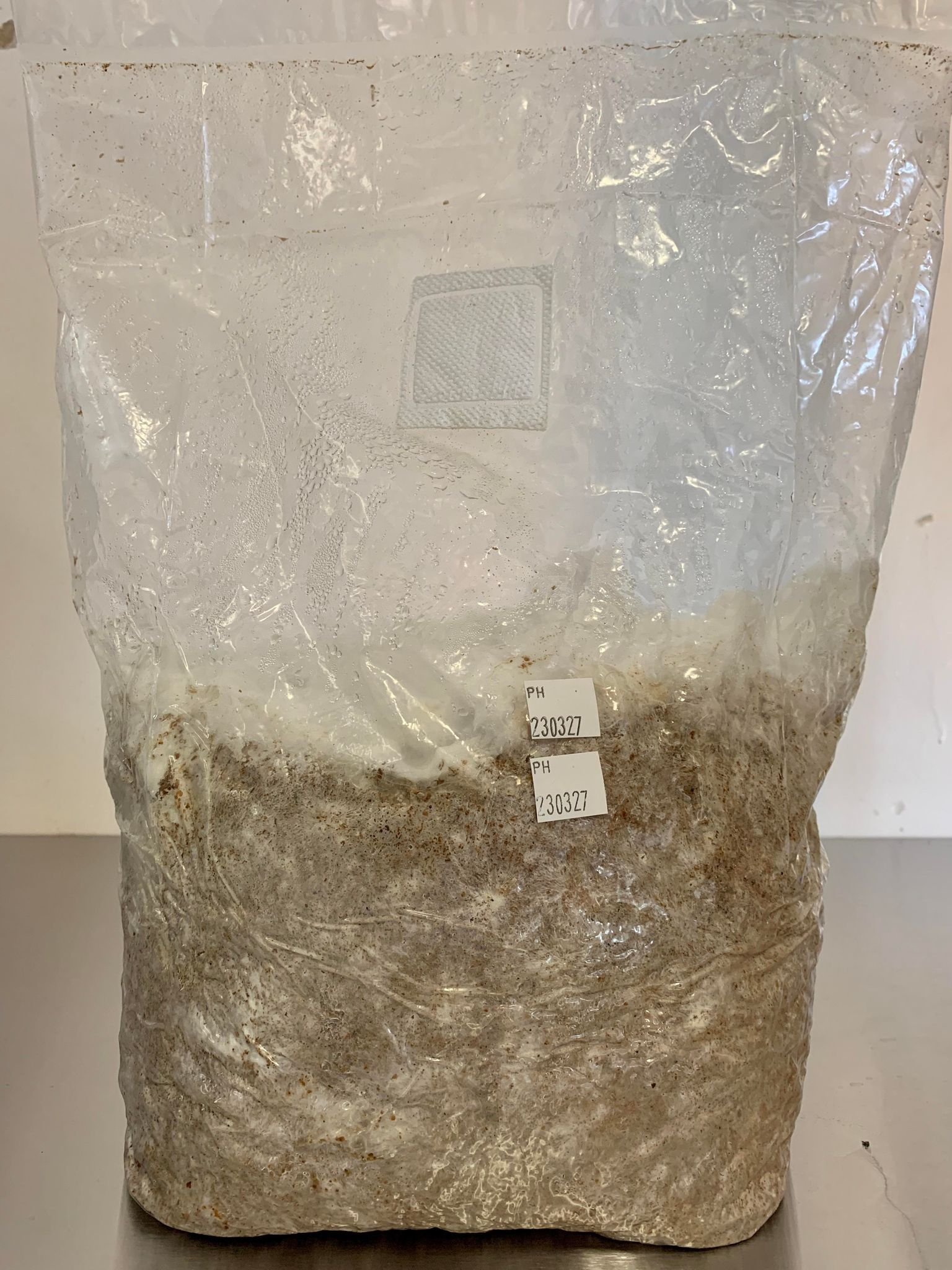 Mycelium de champignons bio - Strophaire