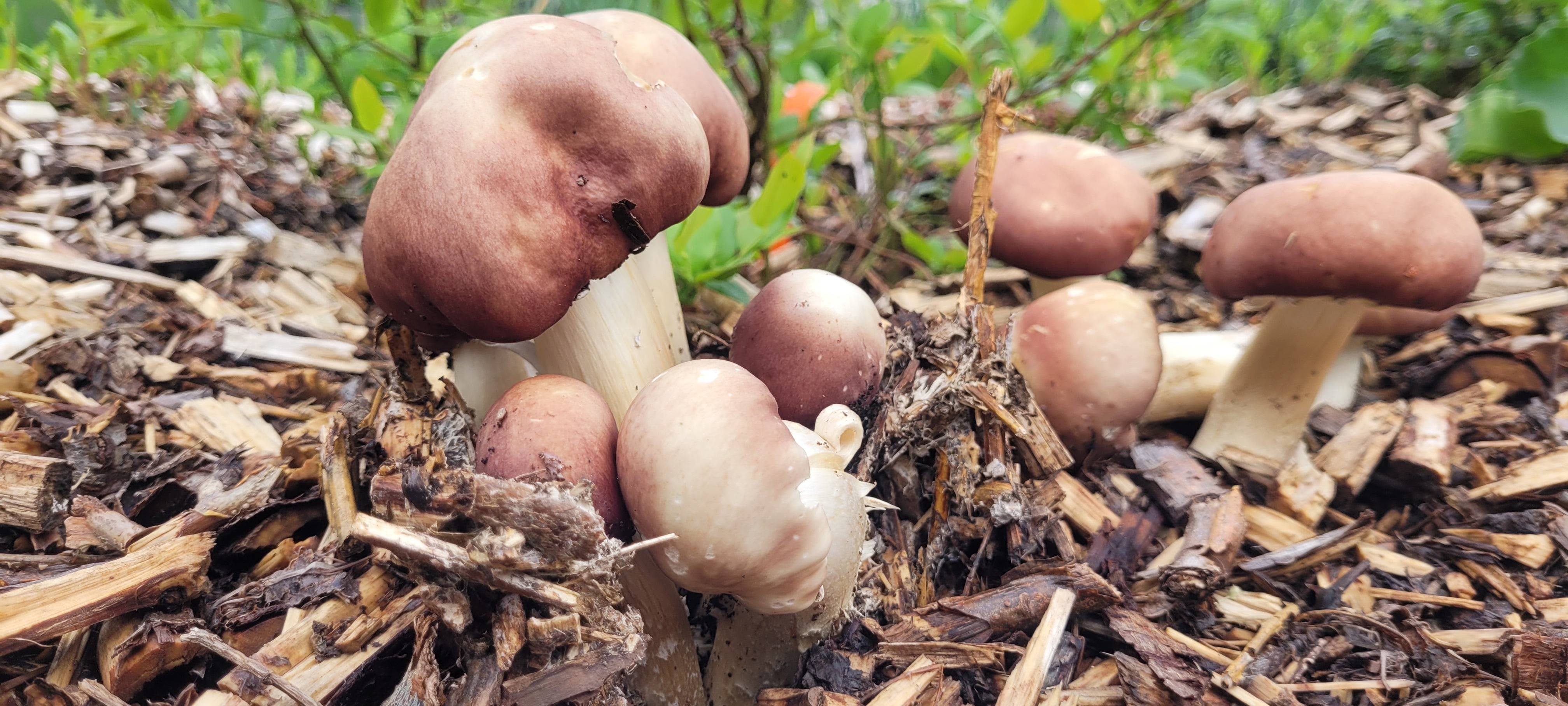 Mycelium de champignons bio - Strophaire