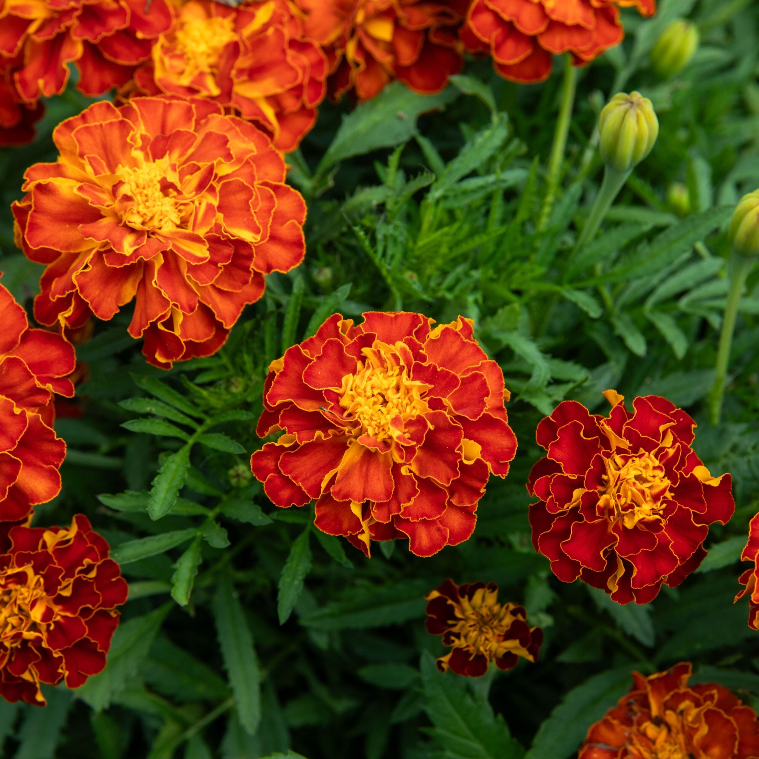 Oeillet d'inde Carmen - Sachet Bio - Les Jardins de l'ecoumene