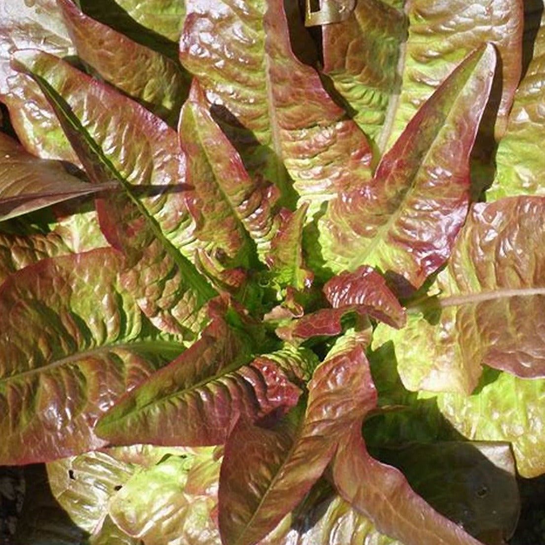 Laitue Oreille du diable - Plant Bio - Croque Paysage