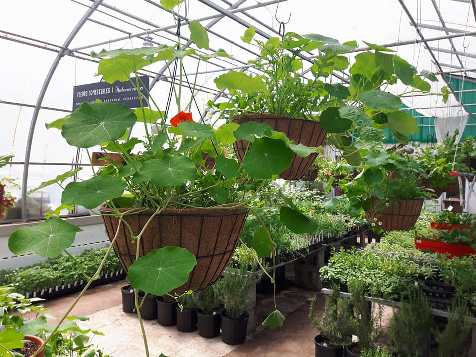 Panier/pot de broche suspendu avec coco 41cm