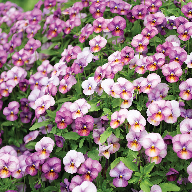Pensée (violette) Flower Power Plum Antique - Plant Bio - Croque Paysage