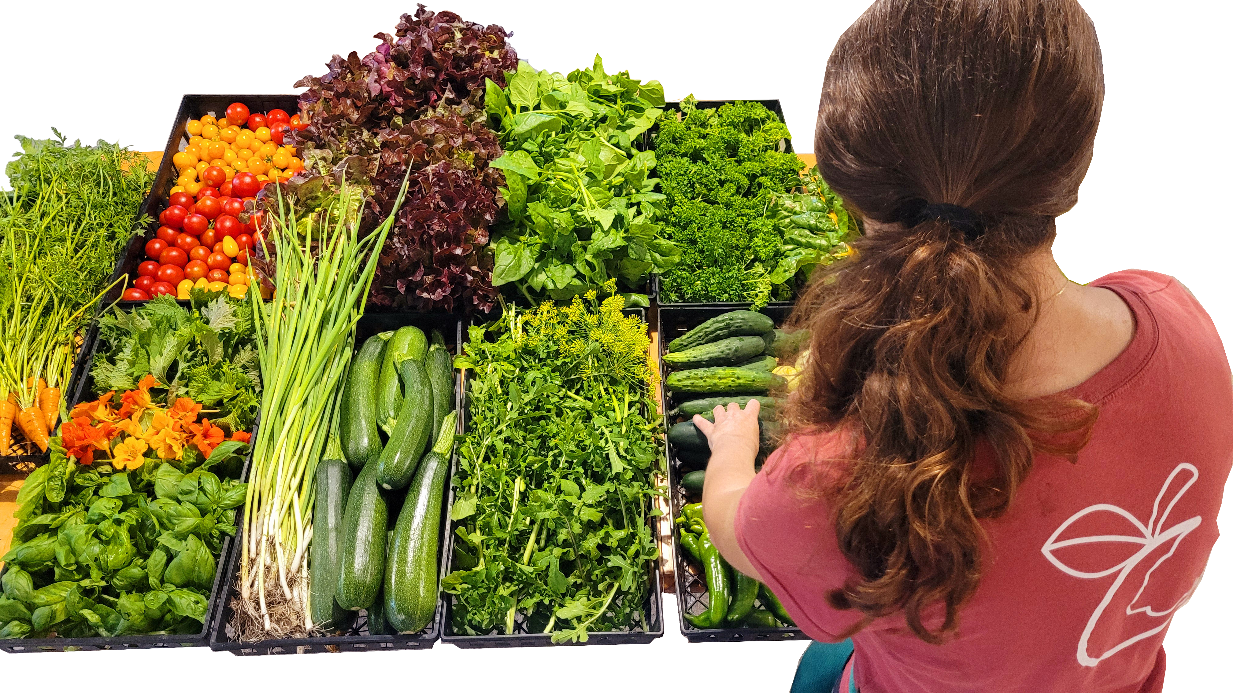 Récoltes jardin collectif