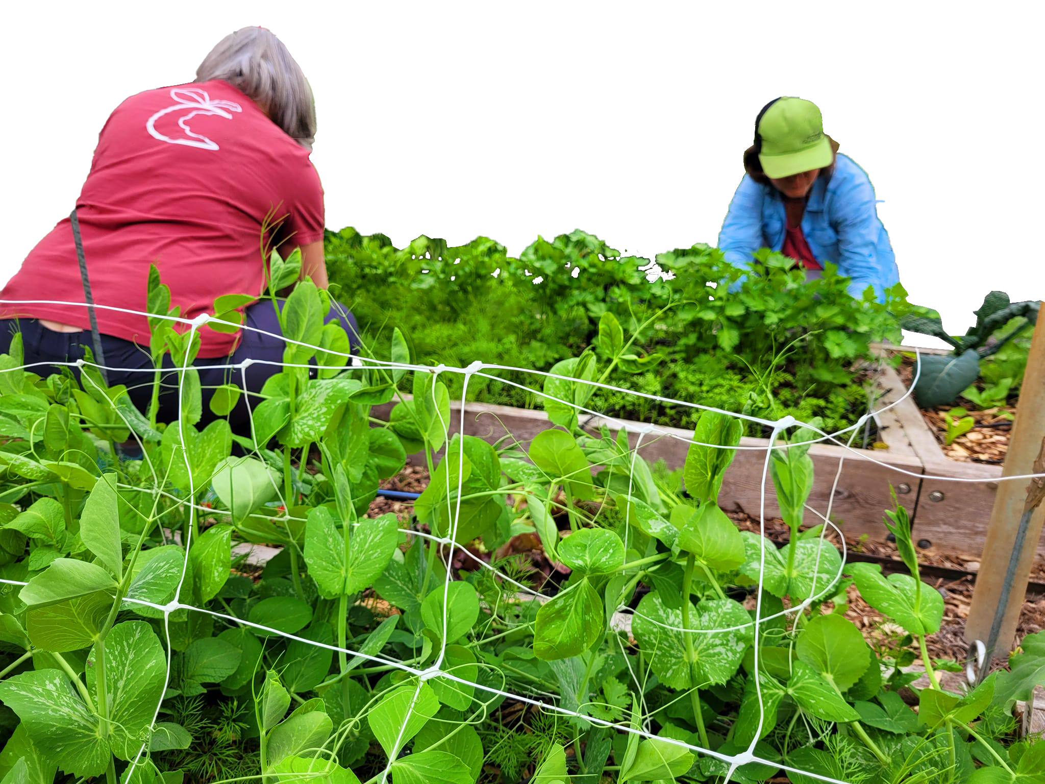 Croque Paysage vous accompagne dans les projets de jardin collectif.