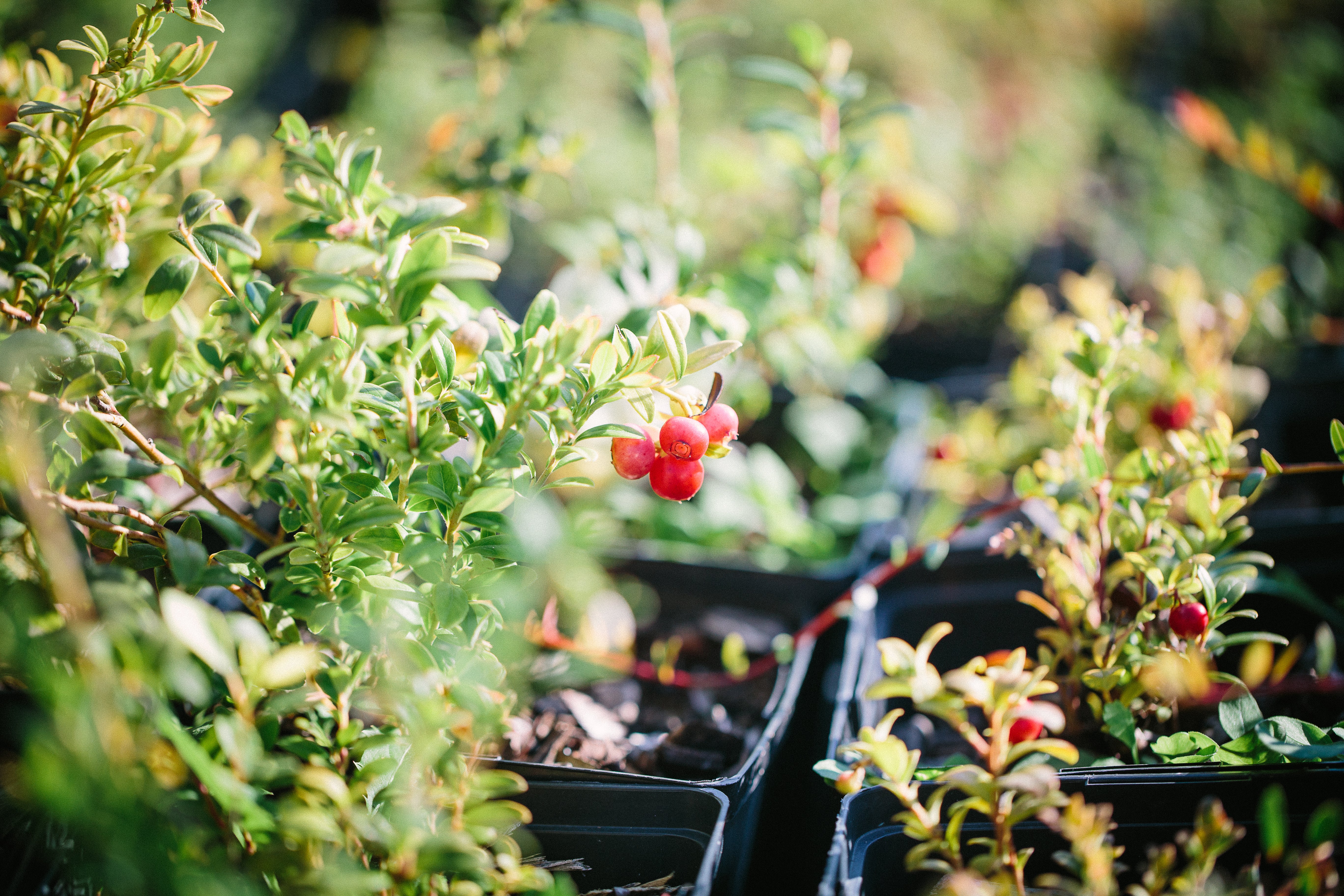 Plantes vivaces comestibles