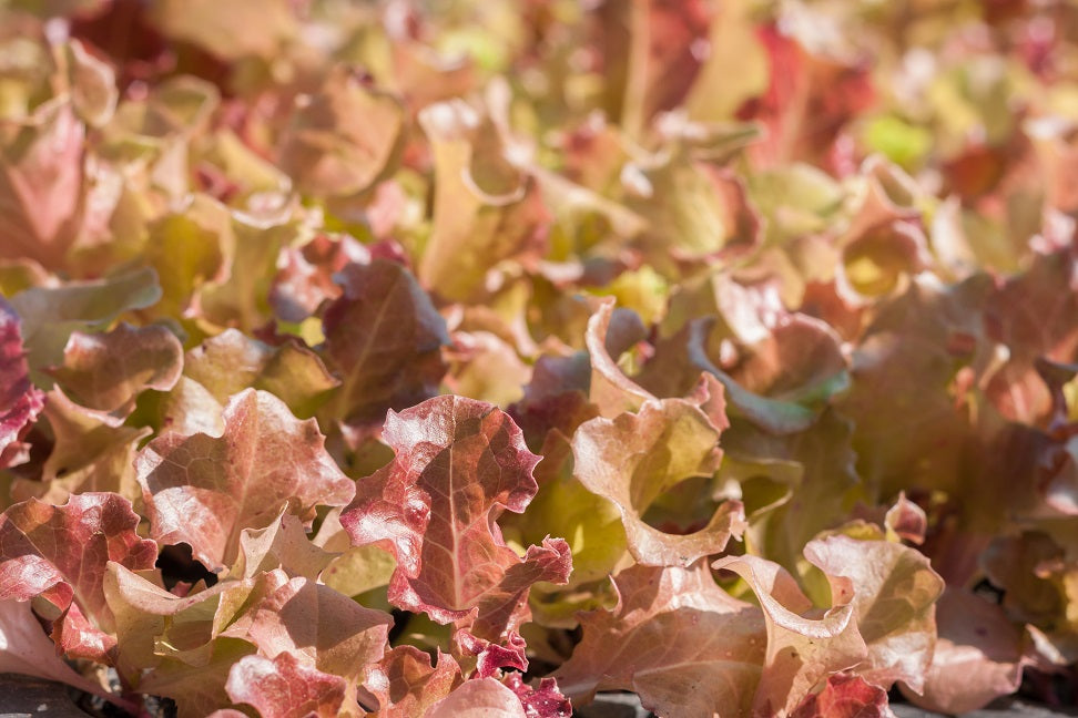 Plantes annuelles potagères
